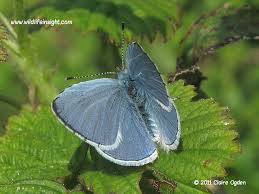Image result for Celastrina argiolus