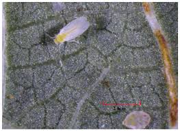 Providing peace with no pests for more than 65 years. Insects Free Full Text Bemisia Tabaci On Vegetables In The Southern United States Incidence Impact And Management Html