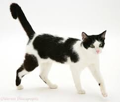 Black And White Tuxedo Cat Tuxedo Cat White Cats White Cat Cats