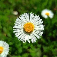 Image result for Erigeron schimperi