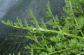 Image result for Ceratopteris thalictroides