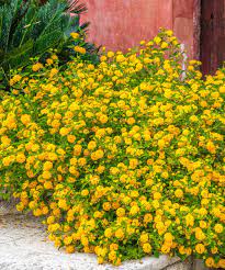 Cottage Farms Direct Live Yellow Lantana Plant Set Of Four Zulily Rasteniya