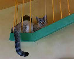 Check spelling or type a new query. Zen By Cat House Of Nekko Catwalks