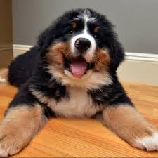 Bernese Mountain Dog Black Brown And White Fluffy Dog Bernese Mountain Dog Puppy Bernese Mountain Dog Puppy Mountain Dogs Bernese Mountain Puppy