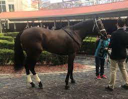 When Do Racehorses Retire And What Do Retired Racehorses Do
