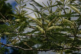 Image result for Acacia polyacantha