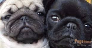We also have satellite offices in south carolina, alabama and we cover virginia and we have approximately 50+ english or french bulldogs in foster care at any given time. Pugs For Sale In North Carolina Information Pugs Home