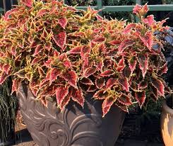 Image result for Coleus foliatus
