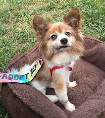 What is a recycled love dog? Kansas City Mo Papillon Meet Gizmo A Pet For Adoption