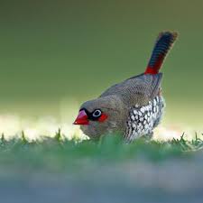 Pin On Birds Of Australia