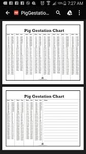 Pig Gestation Chart Hog Farm Pig Breeds Pig Farming