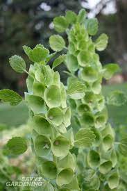 Bells Of Ireland Flower Pictures Best Flower Wallpaper