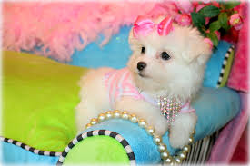 Schau dir angebote von ‪puppy puppies‬ auf ebay an. Maltese Puppies For Sale Princess Puppies