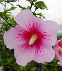 Its scientific name is hibiscus. Pin By Richelle Angel On Primetime Flower Prints Art Rose Of Sharon Flowers
