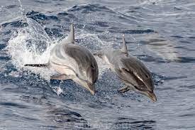 Baby Happy Striped Dolphin Jumping Outside The Sea At Sunset With Mother License Download Or Print For 4 34 Photos Picfair