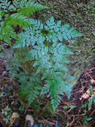 Image result for Vandenboschia