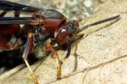 See more of pest insect control on facebook. 419 626 6900 Expert Pest Control Services Sandusky Port Clinton Spider Exterminators Hospital Pest Control