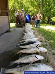 The many parks around the lake make it the ideal spot for a family outing or a relaxing vacation. Clark S Hill Lake Thurmond Striper And Hybrid Report