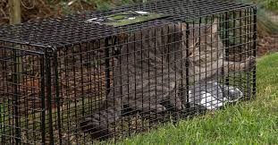 Trapping feral cats feral cat goes crazy but trapping is the kindest solution catching a feral cat trapped feral cat how to trap. How To Catch A Cat Outside Arxiusarquitectura