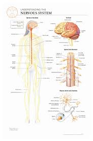 Body Scientific International Post It Anatomy Of Nervous System Chart Teaching Supplies Classroom Safety