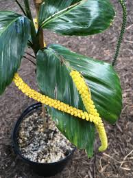 Image result for Eulophia tenella