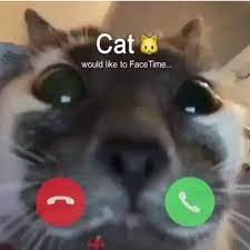 521 Likes 10 Comments 1min Crazy 1min Crazy On Instagram Follow 1min Crazy 5minute Funny Animals Funny Animal Videos Funny Cats