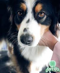 la felicidad que sientes esta en directa relacion con el amor que entregas aussie dogs shepherd puppies australian shepherd