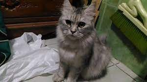 We did not find results for: Gawea Ukara Nganggo Tembung Bagas Waras Brainly Co Id