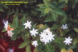 Image result for Jasminum multiflorum