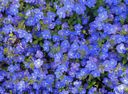 Creeping speedwell ground cover seeds veronica repens | etsy. Veronica Georgia Blue For Sale