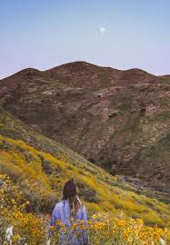Roam Where The Wildflowers Grow Beautiful Photos Places Places Around The World Nature Photography