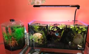 A snapshot of the humble betta tank at home. I Wanted To Share My Betta And Shrimp Tank That S Not A Crack On The Glass Just Lighting They Are 3 Gallons Each But Fully Planted Heated Filtered I Think They Re