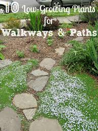 Check spelling or type a new query. Low Growing Plants Guide Border Plants For Walkway Install It Direct