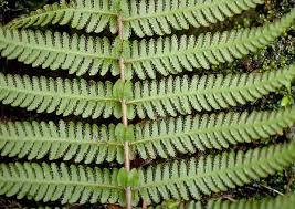 Image result for Thelypteridaceae