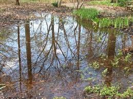 The biodiversity in gardens per square metre is more than a rainforest and equates to a larger this said, we can always do better and the potential for biodiversity can be increased again. 10 Ways To Add Biodiversity To Your Garden
