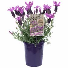Foliage is unique form of blue with graphite shades, and can be seen from far. 140mm Lavender Razzleberry Ruffles Lavandula Pedunculata Bunnings Australia