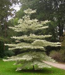 Cornus Controversa Variegata As Anchor Point For A Border With A Cool Planting Palette Of Silver And Pastels Baumgarten Baume Pflanzen Landschaftsdesign