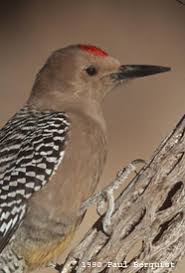 Yes, you likely already know that these desert plants are great at holding water inside of them so they can stand up to the high temperatures and drought conditions they might face. Gila Woodpecker Fact Sheet