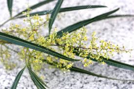 Image result for Searsia lancea