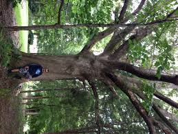 Absolute tree removal service of charlotte, nc is the leader in providing top quality and affordable tree removal, stump grinding, tree trimming & more. Marc S Tree Service Charlotte Tree Service Tree Removal Stump Grinding In Charlotte Nc