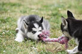 We are a small and knowledgeable kennel, located in arcanum, ohio, committed to raising quality akc siberian huskies to be your next furry family member. 8 Amazing Facts About Siberian Huskies