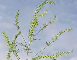 As the plant begins its reproductive phase, it starts with growing its staminate (male) flower. Beifussblattriges Traubenkraut Ambrosie Ragweed Neobiota Land Steiermark