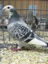 American Show Racer Blue Check Splash Looks So Friendly Pigeon Breeds Types Of Pigeons Pigeon