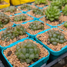 Check spelling or type a new query. Haworthia Cooperi Var Truncata Fickle Prickles