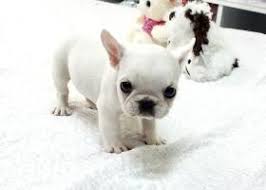 Any dog breed affenpinscher afghan hound africanis airedale terrier akbash akita alapaha blue blood bulldog alaskan klee kai alaskan malamute american bandogge mastiff american bulldog american bully american english. French Bulldog Puppies For Sale Charlotte Nc 146397