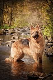 Pin By Rurouni Kenshin On Berger Allemand 3 German Shepherd German Shepherd German Shepherd Dogs Long Coat German Shepherd