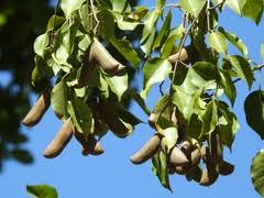 Image result for Streptopetalum serratum