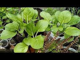 Efficient Way Of Growing Pechay Petsay At Home Youtube .bossy ceo or something like mind reading priencess these are my type of mangas like what type is it ??? efficient way of growing pechay petsay at home