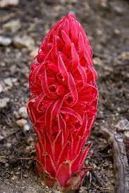 Pin On Exotic Weird Unusual Plants