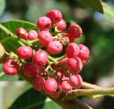 Image result for Schinus